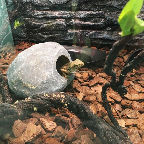 lanlan reptile box lizard змея паук пещера scorpion nest аквариум декоративные hamster nest
lanlan reptile box lizard змея паук пещера scorpion nest аквариум декоративные hamster nest