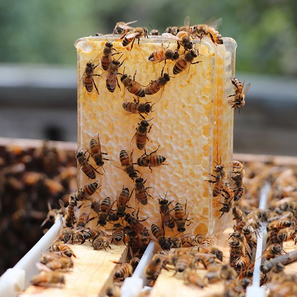 500g comb honey cassette container, 500g capacity combhoney boxes, plastic containers for comb honey, honeycomb container
500g comb honey cassette container, 500g capacity combhoney boxes, plastic containers for comb honey, honeycomb container