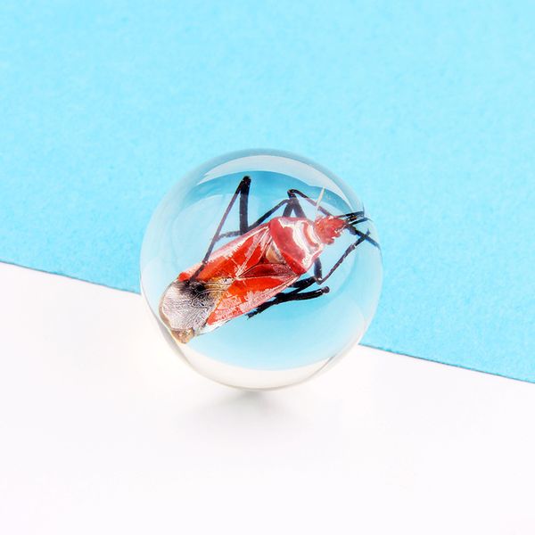real insect specimens clear resin amber early education tools children toys school teaching home decor collectibles randoms
real insect specimens clear resin amber early education tools children toys school teaching home decor collectibles randoms