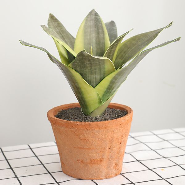 cilected 3pcs/lot artificial plants sansevieria branch for bonsai decoration fake plastic tiger piran leaves plants home décor
cilected 3pcs/lot artificial plants sansevieria branch for bonsai decoration fake plastic tiger piran leaves plants home décor