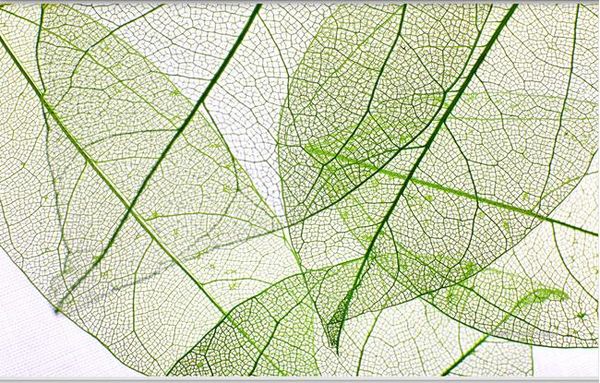 green veins living room tv background wall painting modern living room wallpapers
green veins living room tv background wall painting modern living room wallpapers