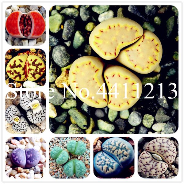 500 pcs/lot mix lithops bonsai plant seeds mix varieties succulents plant succulents bonsai for home garden ornament potted home & garden
500 pcs/lot mix lithops bonsai plant seeds mix varieties succulents plant succulents bonsai for home garden ornament potted home & garden