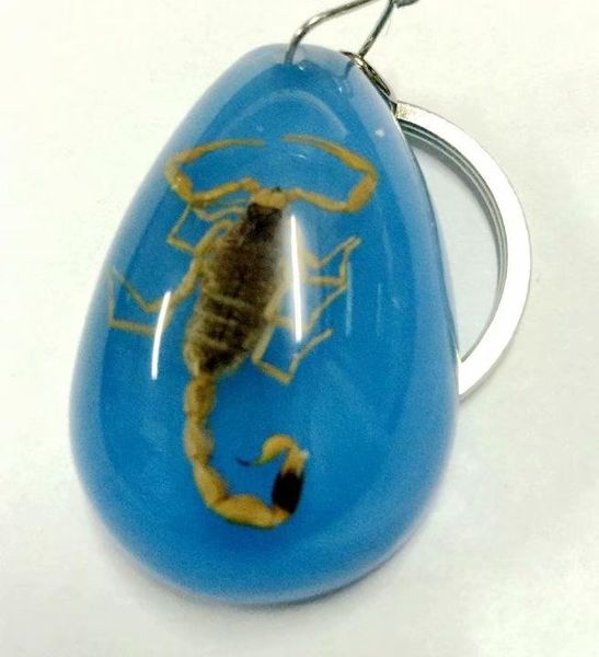 yqtdmy 5 pcs personal accessories blue drop shape scorpion charming keychain, Silver
yqtdmy 5 pcs personal accessories blue drop shape scorpion charming keychain, Silver