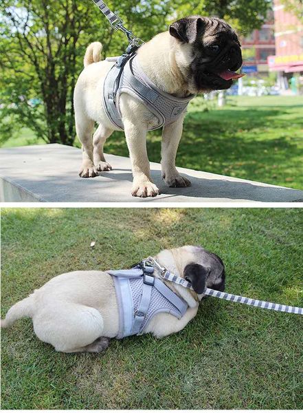 2020 style breathable dog leash collar light reflecting pet leash wholesale drop shipping
2020 style breathable dog leash collar light reflecting pet leash wholesale drop shipping