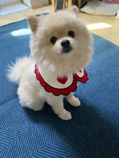 accesorios pet dogs scarf cat pet accessories supplies dogs bandana dog products accessories bibs for mascotas perros bowtie uiqls, Blue;gray
accesorios pet dogs scarf cat pet accessories supplies dogs bandana dog products accessories bibs for mascotas perros bowtie uiqls, Blue;gray