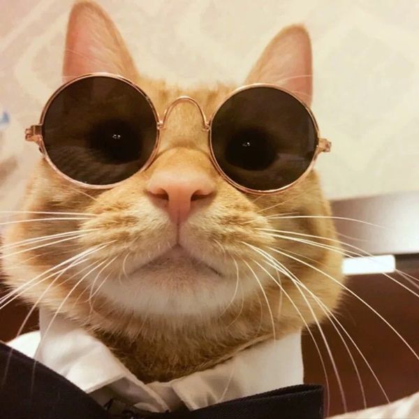 pet toys interactive fancy cat toy cute pet cats glasses toys cat dog mini glasses pets supplies gadget dhl ing
pet toys interactive fancy cat toy cute pet cats glasses toys cat dog mini glasses pets supplies gadget dhl ing