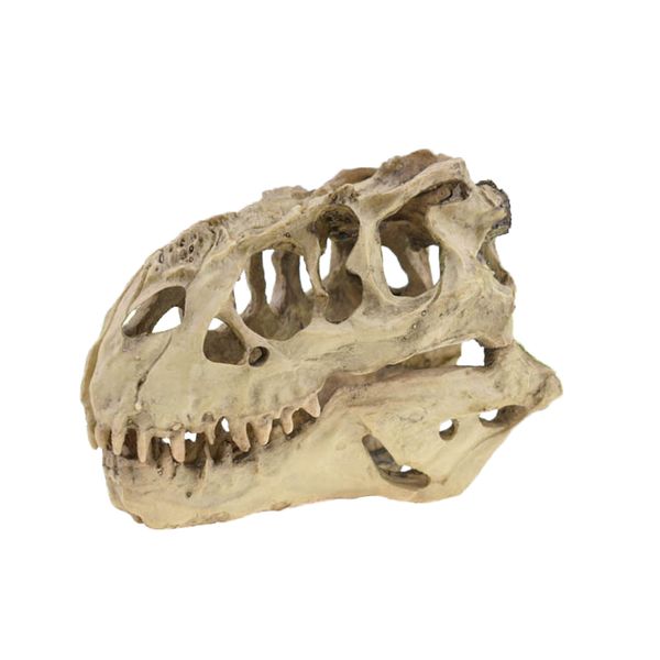 tyrannosaurus rex skull cave landscaping decoration fish tank resin dinosaur skull model decorations home decor
tyrannosaurus rex skull cave landscaping decoration fish tank resin dinosaur skull model decorations home decor