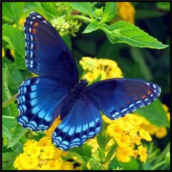 mosaic home decor gift animal butterfly rose 5d diy diamond painting cross stitch kit rhinestone full round&square diamond embroidery bb1028
mosaic home decor gift animal butterfly rose 5d diy diamond painting cross stitch kit rhinestone full round&square diamond embroidery bb1028