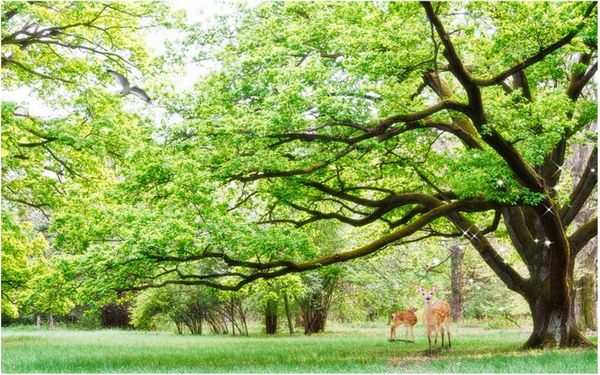 wdbh 3d wallpaper custom p modern green big tree landscape living room tv background home decor 3d wall mural wallpaper for walls 3 d
wdbh 3d wallpaper custom p modern green big tree landscape living room tv background home decor 3d wall mural wallpaper for walls 3 d