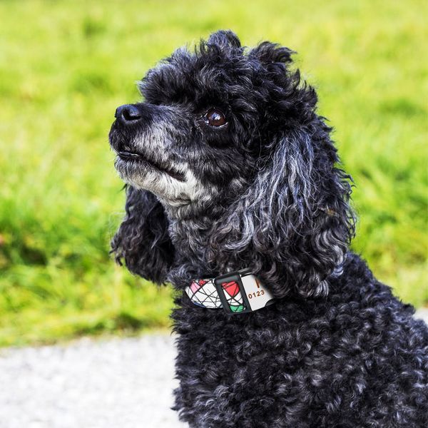 airuidog personalized dog collar engraved small medium name puppy polyester collars
airuidog personalized dog collar engraved small medium name puppy polyester collars