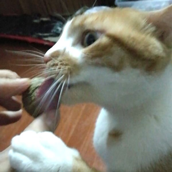 natural cat игрушки котовник мяч закуска молярной палка актинидия полигамной природных дикие кошек зоотовары закуски животное кошка игрушка
natural cat игрушки котовник мяч закуска молярной палка актинидия полигамной природных дикие кошек зоотовары закуски животное кошка игрушка