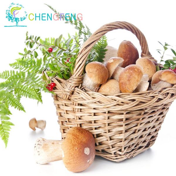 100pcs/bag mushroom bonsai funny succlent plant amazing edible health vegetable for happy farm ing
100pcs/bag mushroom bonsai funny succlent plant amazing edible health vegetable for happy farm ing