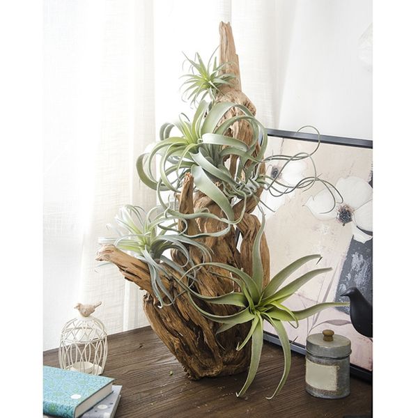 искусственный воздух завод tillandsia сочной ананаса листьев растения главная украшения свадебный букет декор стены искусственные растения
искусственный воздух завод tillandsia сочной ананаса листьев растения главная украшения свадебный букет декор стены искусственные растения