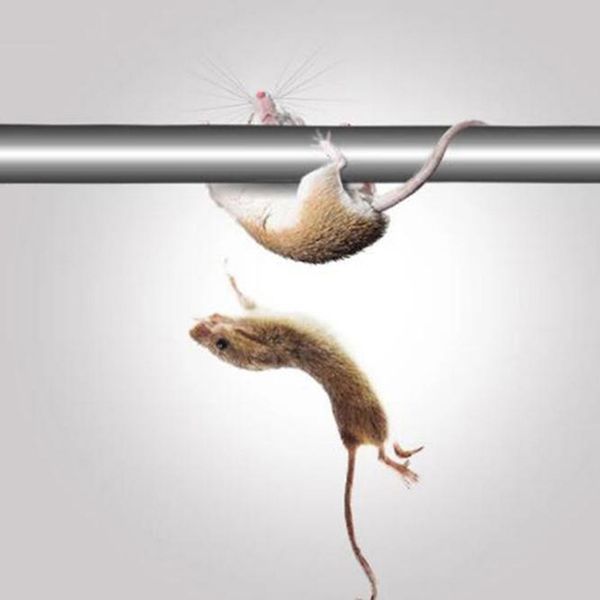 stainless steel roller gripper automatic mouse trap home pest mouse control rodent bait killer other pet supplies
stainless steel roller gripper automatic mouse trap home pest mouse control rodent bait killer other pet supplies