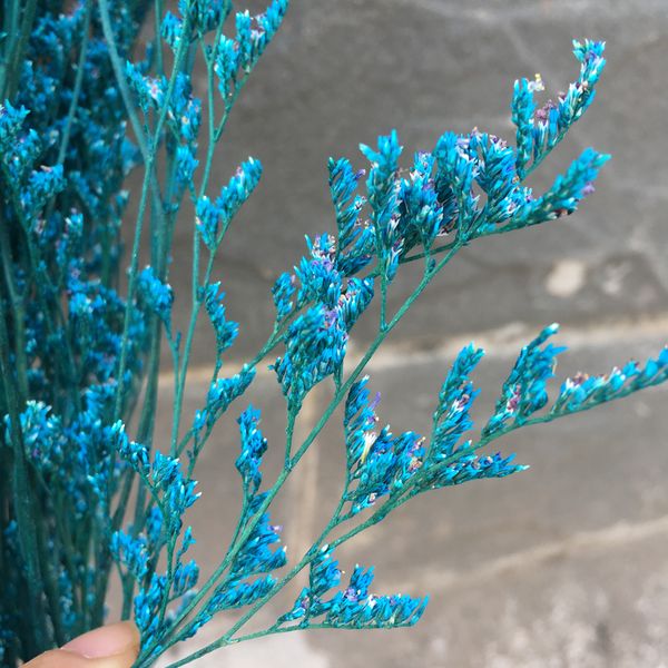 130g/40cm preserved fresh lover grass,diy nature eternell floral ,wedding favor advent wreath flower road home room gift decor
130g/40cm preserved fresh lover grass,diy nature eternell floral ,wedding favor advent wreath flower road home room gift decor