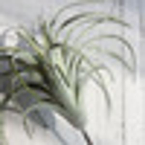 home decoration artificial plant succulent air plants plastic wedding wall ornament home decor
home decoration artificial plant succulent air plants plastic wedding wall ornament home decor