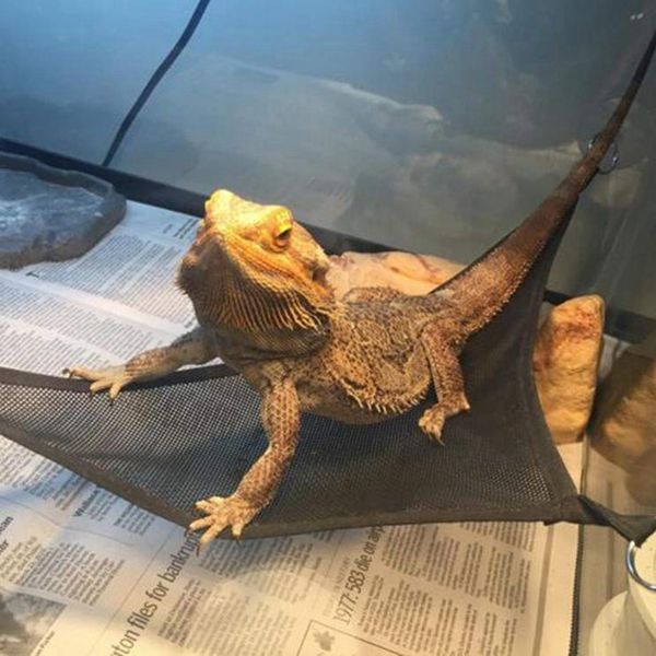 promotion reptile hammock lounger ladder accessories set for large small bearded dragons anole geckos lizards or snakes (triang
promotion reptile hammock lounger ladder accessories set for large small bearded dragons anole geckos lizards or snakes (triang