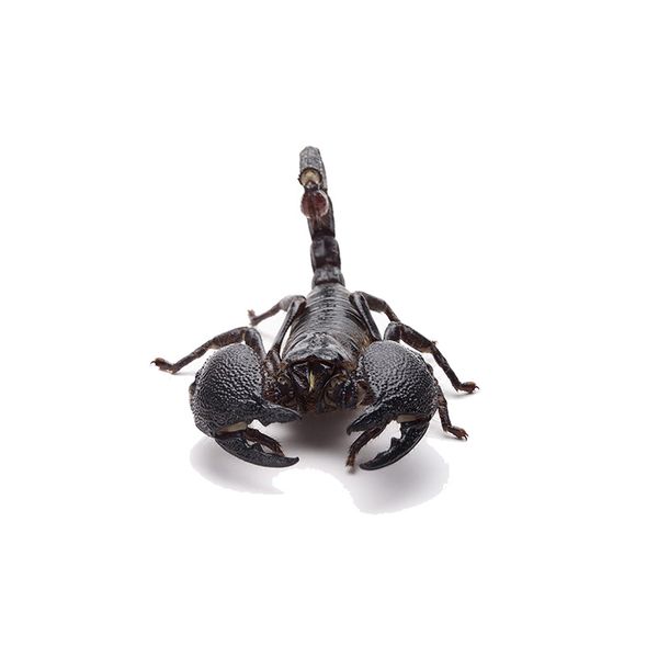 3d car stickers scorpion animals for window wall bummper lapwindshield waterproof car styling motorcycle sticker decal
3d car stickers scorpion animals for window wall bummper lapwindshield waterproof car styling motorcycle sticker decal