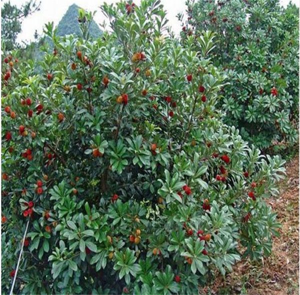 Sweet Myrica rubra Seeds Редкие органические экзотические семена тропических фруктов съедо
Sweet Myrica rubra Seeds Редкие органические экзотические семена тропических фруктов съедо