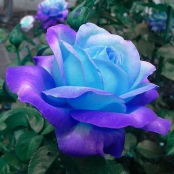 100% genuine real blue pink rose flower seeds 100 pieces rose seed bonsai plant for home and garden
100% genuine real blue pink rose flower seeds 100 pieces rose seed bonsai plant for home and garden