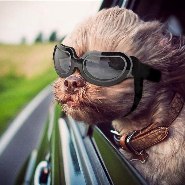 стильный и fun pet / собака щенок uv очки солнцезащитные очки водонепроницаемый защита вс очки для собаки
стильный и fun pet / собака щенок uv очки солнцезащитные очки водонепроницаемый защита вс очки для собаки