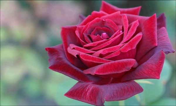 diy 5d diamond painting cross stitch red rose mosaic diamond embroidery sewing pattern rhinestone gifts home decor
diy 5d diamond painting cross stitch red rose mosaic diamond embroidery sewing pattern rhinestone gifts home decor