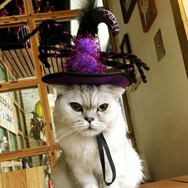 new halloween spider hat pet dog cat puppy fancy cosplay cap costume holiday apparel
new halloween spider hat pet dog cat puppy fancy cosplay cap costume holiday apparel