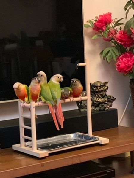 39*36*23cm bird perches parrot playground feeder tray parrot bell tableparrot playstand for conure cockatiel parakeet finch
39*36*23cm bird perches parrot playground feeder tray parrot bell tableparrot playstand for conure cockatiel parakeet finch