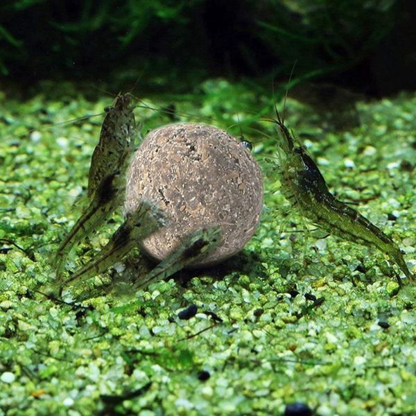 аквариум нетоксичен био-nitrobacteria мяч для очистки воды fish tank nitrobacteria мячем пруд для очистки воды поставки 23 / 430pcs
аквариум нетоксичен био-nitrobacteria мяч для очистки воды fish tank nitrobacteria мячем пруд для очистки воды поставки 23 / 430pcs