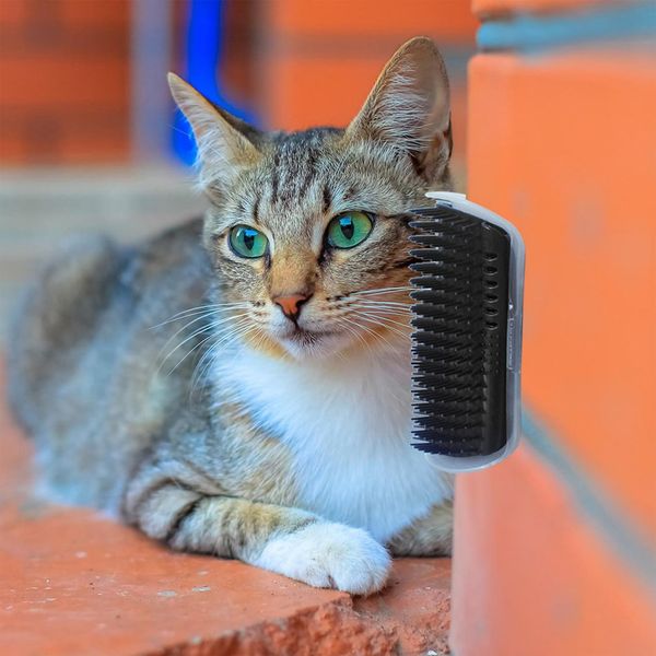 самого грумер кисть pet массаж устройство для удаления волос универсальных кошачьего щетка прочного pet wall corner уход инструмент
самого грумер кисть pet массаж устройство для удаления волос универсальных кошачьего щетка прочного pet wall corner уход инструмент