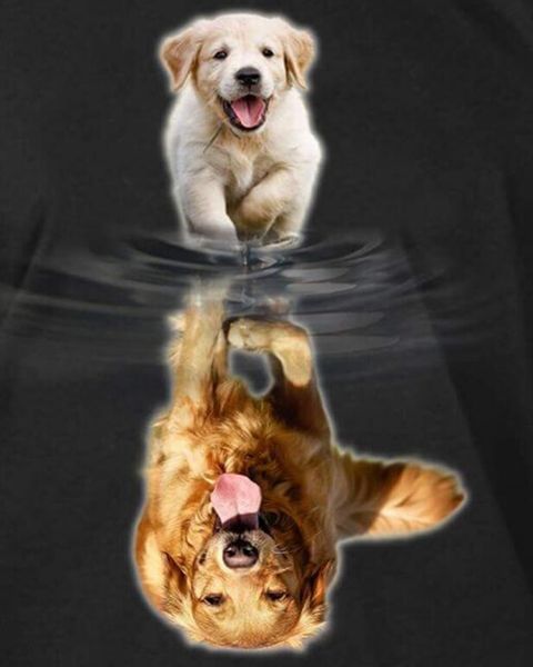 animal dog cat lion tiger diy 5d diamond painting crafts cross stitch diamond embroidery sewing pattern rhinestone gifts home decor
animal dog cat lion tiger diy 5d diamond painting crafts cross stitch diamond embroidery sewing pattern rhinestone gifts home decor