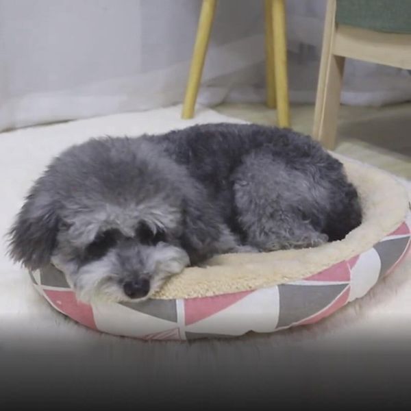round dog bed for dog cat winter warm sleeping lounger mat puppy kennel pet bed christmas gifts cat nest winter plush
round dog bed for dog cat winter warm sleeping lounger mat puppy kennel pet bed christmas gifts cat nest winter plush