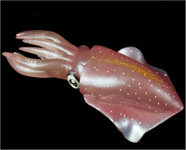 squid cuttlefish ocs simulation marine animal model toy solid child cognitive gift 2020
squid cuttlefish ocs simulation marine animal model toy solid child cognitive gift 2020