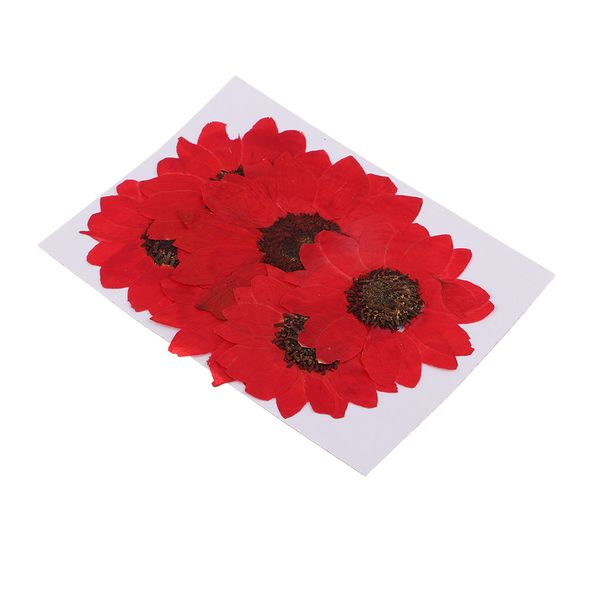 6 pieces pressed natural real dried flowers sunflower for diy resin ornament craft christmas xmas card making decoration
6 pieces pressed natural real dried flowers sunflower for diy resin ornament craft christmas xmas card making decoration