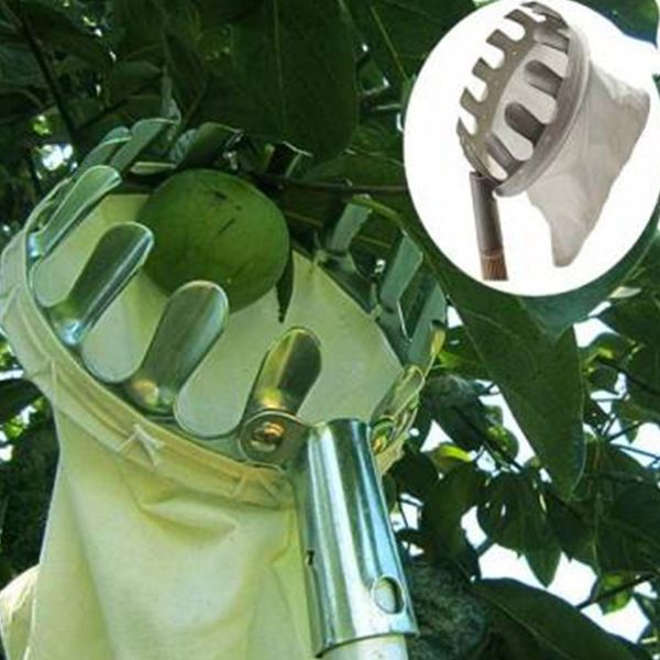 garden pruning fruit picker gardening apples pear peach picking tool metal long distance collection gathering tools
garden pruning fruit picker gardening apples pear peach picking tool metal long distance collection gathering tools