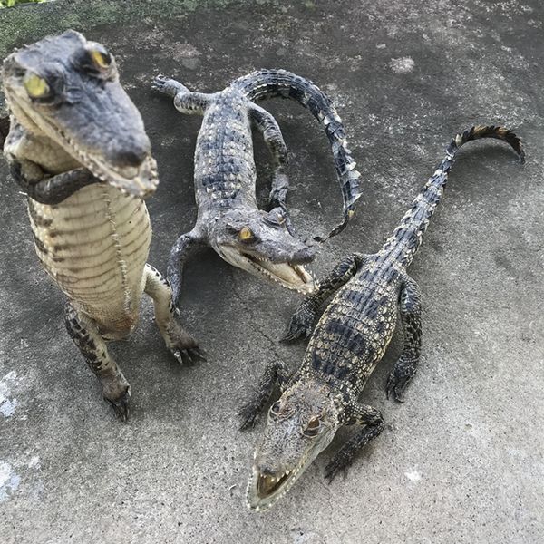 1pcs taxidermy animal collectables small ornaments decoration crafts figurines & miniatures ornament gift
1pcs taxidermy animal collectables small ornaments decoration crafts figurines & miniatures ornament gift