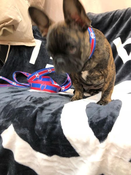 adjustable leash joker affordable sturdy and durable traction thick seizure resistance specific method neutral durable vested445534
adjustable leash joker affordable sturdy and durable traction thick seizure resistance specific method neutral durable vested445534