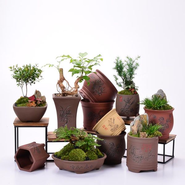 more meat small flower pot hand-painted ceramic simple creative meat meat flower pot with tray flower bonsai gardening yixing pots
more meat small flower pot hand-painted ceramic simple creative meat meat flower pot with tray flower bonsai gardening yixing pots