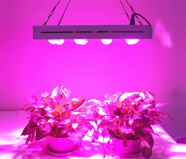 2019 горячие продажи led grow light 1200 вт гидропонное полный спектр для овощного цветка крытый гидропонное сша / ес / великобритания / au
2019 горячие продажи led grow light 1200 вт гидропонное полный спектр для овощного цветка крытый гидропонное сша / ес / великобритания / au
