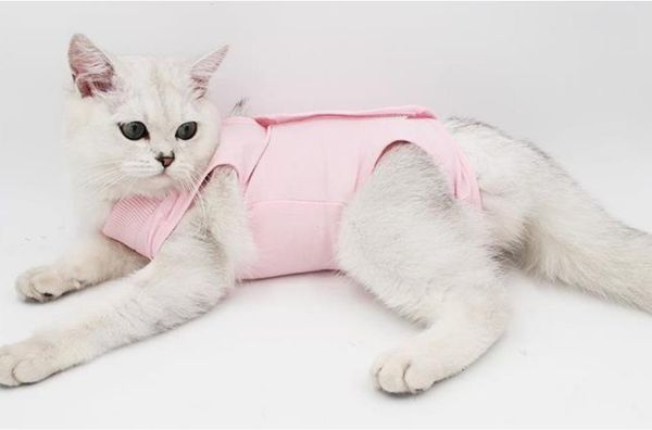 new cat flexible surgery female cat sterilization weaning pet cat coat anti-licking after surgery protective clothing
new cat flexible surgery female cat sterilization weaning pet cat coat anti-licking after surgery protective clothing