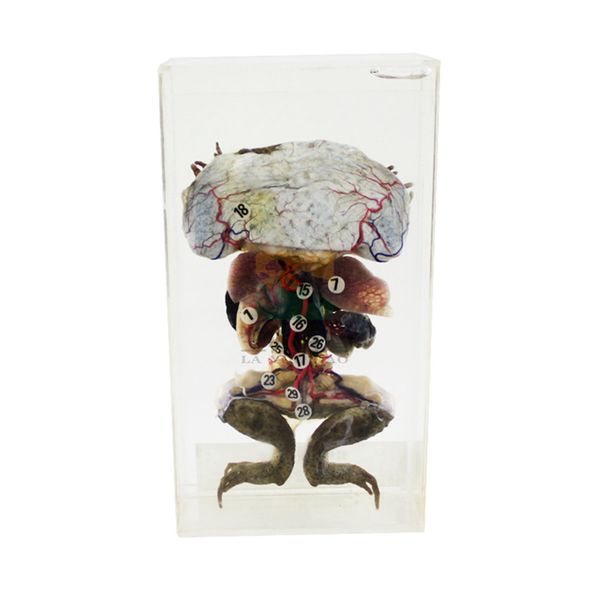 2pcs veterinary frog anatomy specimen model frog soak specimen experiment model experiment contact animal specimen model pet products
2pcs veterinary frog anatomy specimen model frog soak specimen experiment model experiment contact animal specimen model pet products