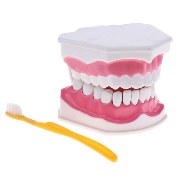 2x large human teeth model with removable lower teeth teeth teaching tools - model b