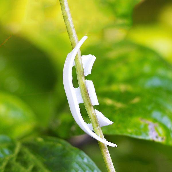 50pcs tomato fixing clip fruit sapling reinforcement clip spike handle anti-bend watermelon hanging seedling clip hanging mand other garden
50pcs tomato fixing clip fruit sapling reinforcement clip spike handle anti-bend watermelon hanging seedling clip hanging mand other garden