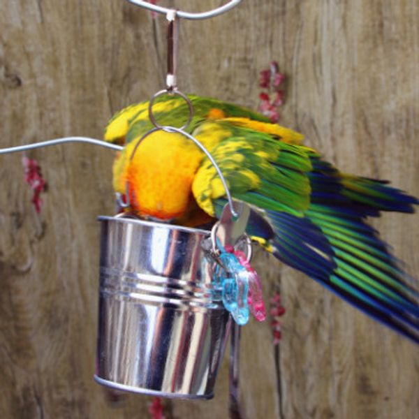 texture of material food cup cage within stand frame dual purpose the gift box peter jackson's king kong ash parrot middle and small si
texture of material food cup cage within stand frame dual purpose the gift box peter jackson's king kong ash parrot middle and small si