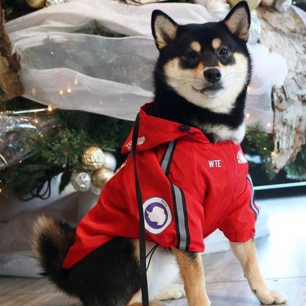 dog clothes jackets outdoor windproof shirt dog windbreaker sport retro dog hoodies puppy pet clothes bulldog ropa perro pugs t191104 
dog clothes jackets outdoor windproof shirt dog windbreaker sport retro dog hoodies puppy pet clothes bulldog ropa perro pugs t191104