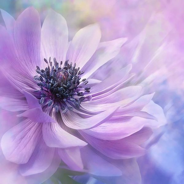 beautiful purple flowers 5d diy diamond painting home decoration wall painting of diamond mosaic embroidery painting
beautiful purple flowers 5d diy diamond painting home decoration wall painting of diamond mosaic embroidery painting