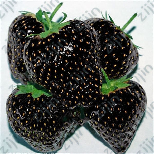 300pcs black strawberry bonsai good taste fruits healthy fresh exotic bonsai easy care bonsai plants for home garden
300pcs black strawberry bonsai good taste fruits healthy fresh exotic bonsai easy care bonsai plants for home garden