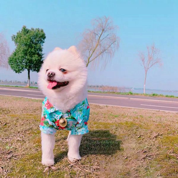 dog clothes summer breathable pet dog vest cute yorkshire terrier t-shirt beach style pet clothes for small dog vest
dog clothes summer breathable pet dog vest cute yorkshire terrier t-shirt beach style pet clothes for small dog vest