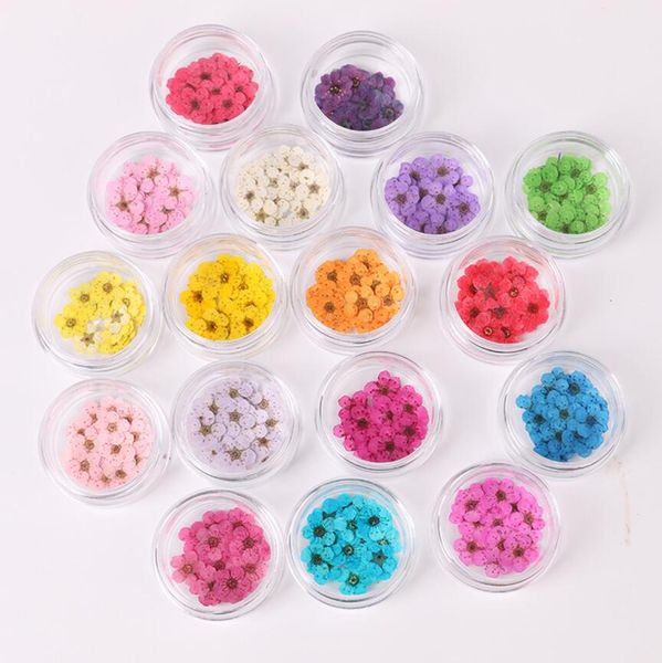 100pcs pressed dried narcissus plum blossom flower with box for epoxy resin jewelry making nail art craft diy accessories
100pcs pressed dried narcissus plum blossom flower with box for epoxy resin jewelry making nail art craft diy accessories
