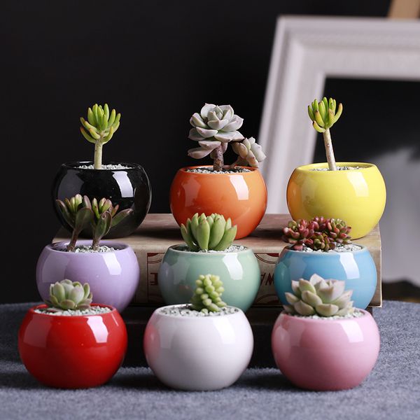 meaty botany flowerpot mini creative succulent pots white colour ball circular ceramic basin flowers and plants potted plant 3 3gh p1
meaty botany flowerpot mini creative succulent pots white colour ball circular ceramic basin flowers and plants potted plant 3 3gh p1